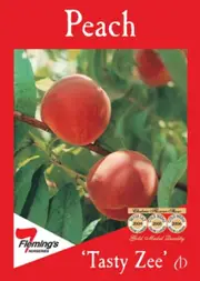Buy Peach Tasty Zee Grafted Fruit Trees (Prunis persica)