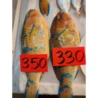 在飛比找蝦皮購物優惠-長相漂亮、肉質又軟嫩的鸚哥魚