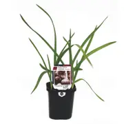 95mm Garlic Purple - Allium sativum - Super Foods