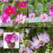 Cosmos - Sensation Candy Stripe seeds