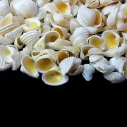 Tiny Pointed Venus Shells Natural Sea Shell approx.1400 pcs 1/2 Pound