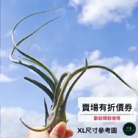 在飛比找蝦皮購物優惠-植藝-大天堂 ✧個性硬葉✧ Tillandsia pseud