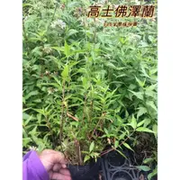 在飛比找露天拍賣優惠-『525生態植物園』高士佛澤蘭 特有種 蝴蝶蜜源植物