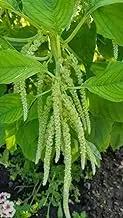 Love Lies Bleeding 'Green' / Amaranth 200 Seeds Home Gardening Plant Seeds