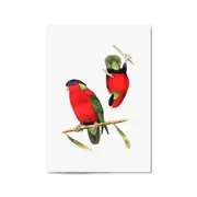 Collared Lories Bird Exotic Drawing Wall Art