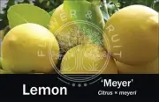 Fruit Tree ID Tag Orchard Plant Bed Label Display Stake - Meyer Lemon