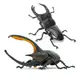 BIG9TOY 萬代 轉蛋 生物大圖鑑迷你收集 昆蟲03 海王星甲蟲 巨型鍬蟲 雙套組 日版現貨