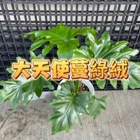 在飛比找momo購物網優惠-【花森好市】大天使蔓綠絨 塑陶盆(蔓綠絨#大天使#觀葉植物#