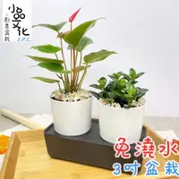 在飛比找蝦皮商城優惠-【小品文化】火鶴 袋鼠花【現貨】3吋雙子免澆水盆栽 懶人盆栽