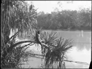 Northern Territory Aboriginal man sitting on the branch of a panda - Old Photo