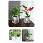 Self Watering Mini Round Flower Pot for Lazy Indoor Succulent Plant Care