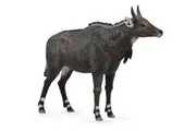 CollectA - Nilgai Large Animal Figurine