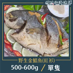 野生金鯧魚(紅杉)500-600g【北海漁鋪】