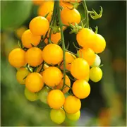 Tomato - Yellow Cherry Honey Bee seeds