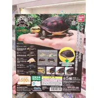 在飛比找蝦皮購物優惠-台中玩具部落客 現貨 BANDAI 日版 烏龜 P4 環保扭