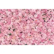 Roses Flowers Backdrop Valentine's Day Pink Roses Photography Backgrounds Bir...