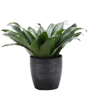 Thorsen's Greenhouse Janet Craig Compacta in Small Brushed Silver Pot