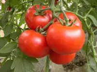 在飛比找Yahoo!奇摩拍賣優惠-牛番茄種子大包裝100粒