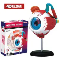 在飛比找PChome24h購物優惠-《4D MASTER》人體解剖教學模型系列 - 眼球 260