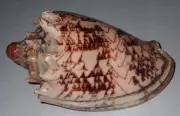 120 mm GREAT PATTERN Aulica Imperialis Volute Seashell #AB5 From Palawan Island