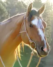 Earthhorse Tasselled Rope bridle and reins set, light brown/beige zig zag