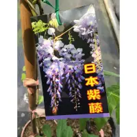 在飛比找蝦皮購物優惠-卉迎園藝  日本紫藤花扦插苗高度60公分/觀賞植物/新興果樹