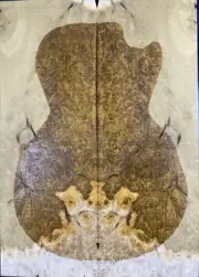 Bass Top Golden Phoebe Wood Burl Bookmatched Luthier Supply