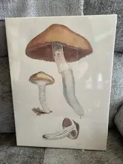 4 pack Ikea PJÄTTERYD Picture James Sowerby Fungi/Mushroom, 11x15 " Canvas, NEW
