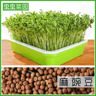 現貨 新款特價 芽苗菜種孑豌豆種籽豌豆苗香椿豆芽麻碗豆種芽菜豆苗水培蔬菜種子