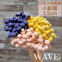 在飛比找蝦皮購物優惠-《WAVE Design 》日本大地農園 1.5cm小釦菊 