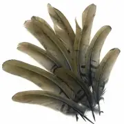 Under 6" Reeves Pheasant Tail Feather x 10 pcs - Navy Blue