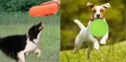 Silicone Rubber Frisbee Pet Dog Puppy Safe Exercise Fetch Toy