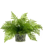 Creative Displays Fern in Decorative Pot