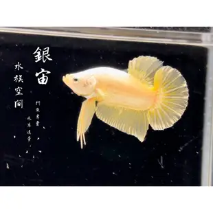 銀宙水族空間/黃龍 將軍PK鬥魚/泰國展鬥/ 鬥魚 /鬥魚飼料