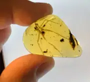 A101 BU1041 Rhaphidiomimid cockroach in authentic Burmese Amber Myanmar ~99mya