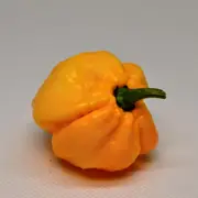 Chilli - Trinidad 7 Pod Brain Strain Yellow seeds