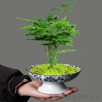 在飛比找蝦皮購物優惠-限時優惠復古插花器皿中式巴西木苔蘚球菖蒲植物盆栽花器禪意高腳