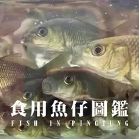 在飛比找蝦皮購物優惠-50魚-幼魚舖觀光魚場： 烏鰡苗區參觀門票 青魚 烏鰡