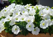 PETUNIA 'Snowball White' / Nana Compacta seeds