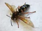 Real Wasp Cicada Killer Sphecius Speciosus Framed Entomology Shadowbox Display