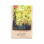 Yarra Valley Bulbs Hyacinth Yellowstone - 3 Pack