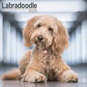 Labradoodle Calendar 2025 - Square Wall Calendar