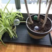 6 Automatic Watering Bulbs for Indoor and Outdoor Plants Save Time and Effort