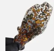 130CT Seymchan pallasite Meteorite SLICE From Russia TA667