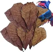 Betta Shrimp Leaves | Shrimp Tank Leaves - Natural Shrimp Tank Leaves - Fish Almond Leaves - Aquarium Catappa Leaves Suitable - Stealthy Environment for Shrimp Crabs