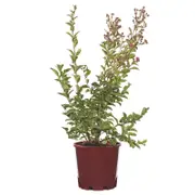 200mm Crepe Myrtle Tuscarora Bush - Lagerstroemia indica
