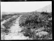Dirt road on the boundary of Manly Golf Course, Manly, NSW, 15 Jun- Old Photo