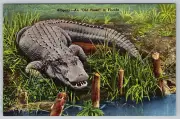 c1940s Alligator Old Timer Florida Linen Postcard