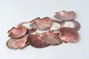 NessaStores Mexican Flat Sea Shell Beach Craft Scallop 2" - 3" ( 10 PCS ) #JC-30