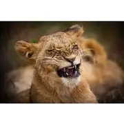 Save 7.70%! 5Hrs Nairobi National Park MorningEvening gamedrive 4x4 vehicle